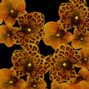 Orange Black Orchid Pattern 30x30 From Amazonica Collection- Lola Valentina High End Table Linen Rental