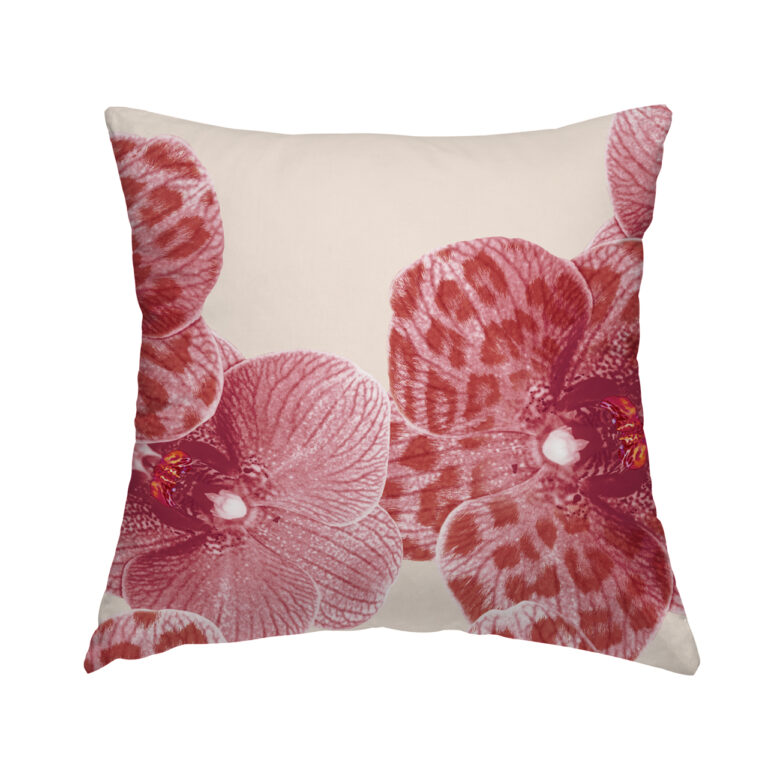 Bubblegum Cream Orchid in Product Type: 